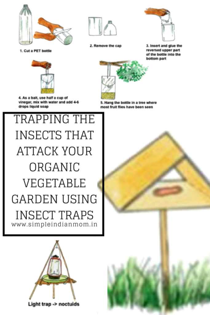 Trapping The Insects attack on organic vegetable