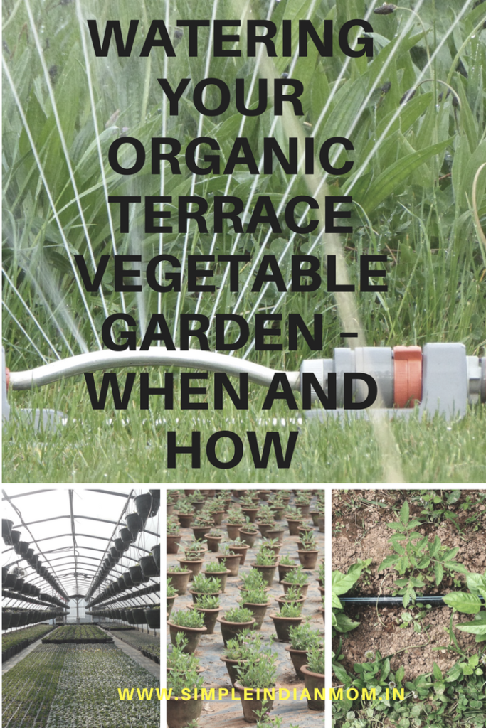 Watering Your Organic Terrace Vegetable Garden