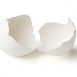 Empty, Hatched Eggshell
