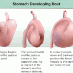 Stomach_Developing_Bloat_VIN