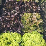 fresh bio leaf salad raised bed