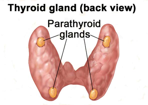 Thyroid Gland