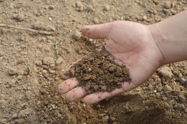 5 Easy Soil Testing You Can Do Yourselves For Growing Organic Vegetables 5 Easy Soil Testing You Can Do Yourselves For Growing Organic Vegetables