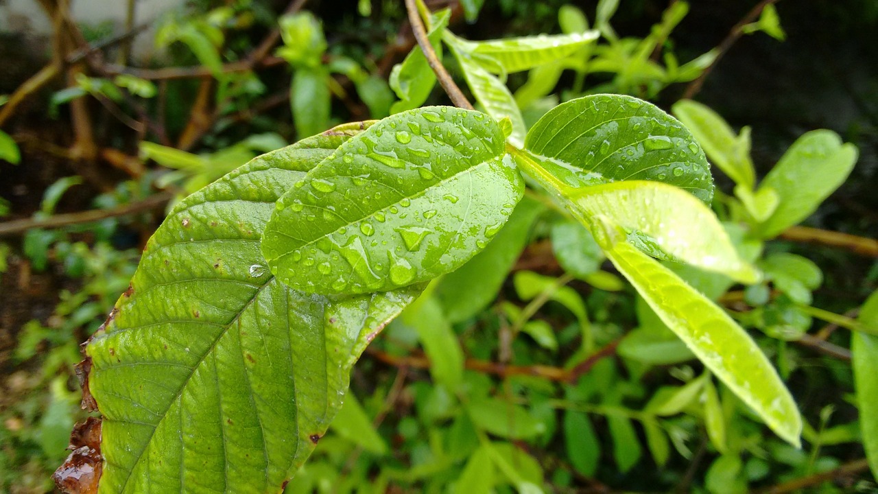 Guava Leaf Concoction – The Best Hair Fall Treatment You Should Try - Simple Indian Mom Guava Leaf Concoction – The Best Hair Fall Treatment You Should Try - Simple Indian Mom