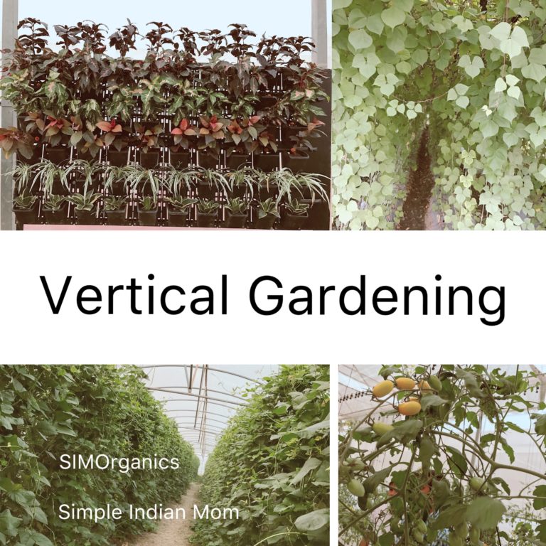 Vertical Gardening – Basics Rules You Should Know To Use Vertical Spaces