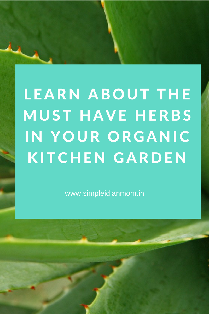 Herbs in your organic garden