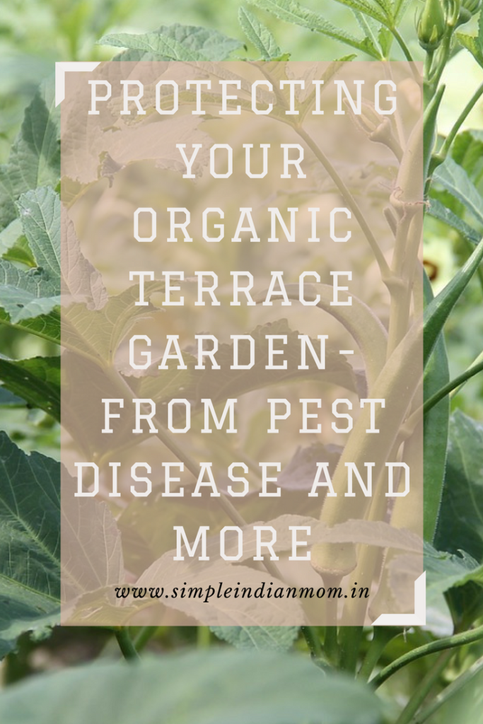 Protecting Organic Terrace Garden