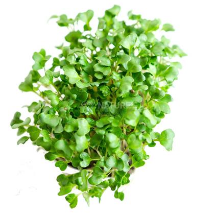 radish microgreen