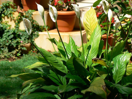 How To Take Care Of Peace Lilies - Growing Peace Lilies Indoors