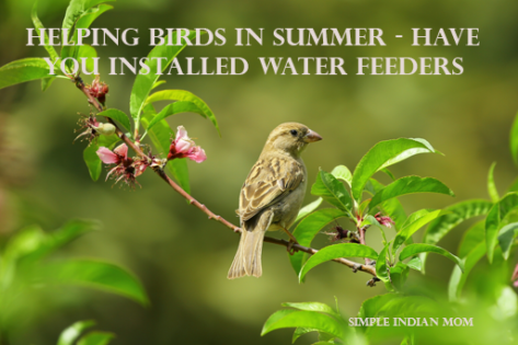 Helping Birds In Summer - Have You Installed Water Feeders