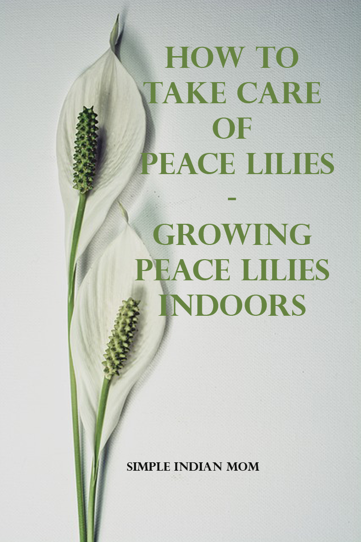 How To Take Care Of Peace Lilies - Growing Peace Lilies Indoors 1