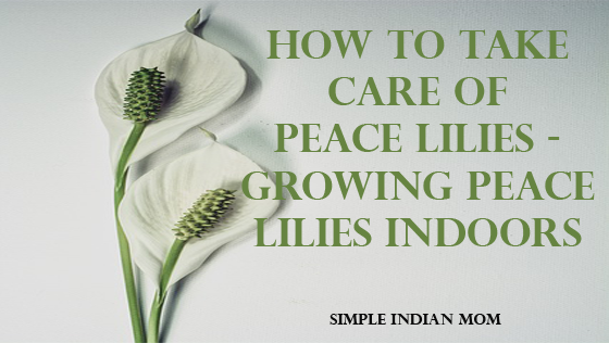 How To Take Care Of Peace Lilies - Growing Peace Lilies Indoors