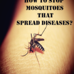 How to Stop Mosquitoes that Spread Diseases