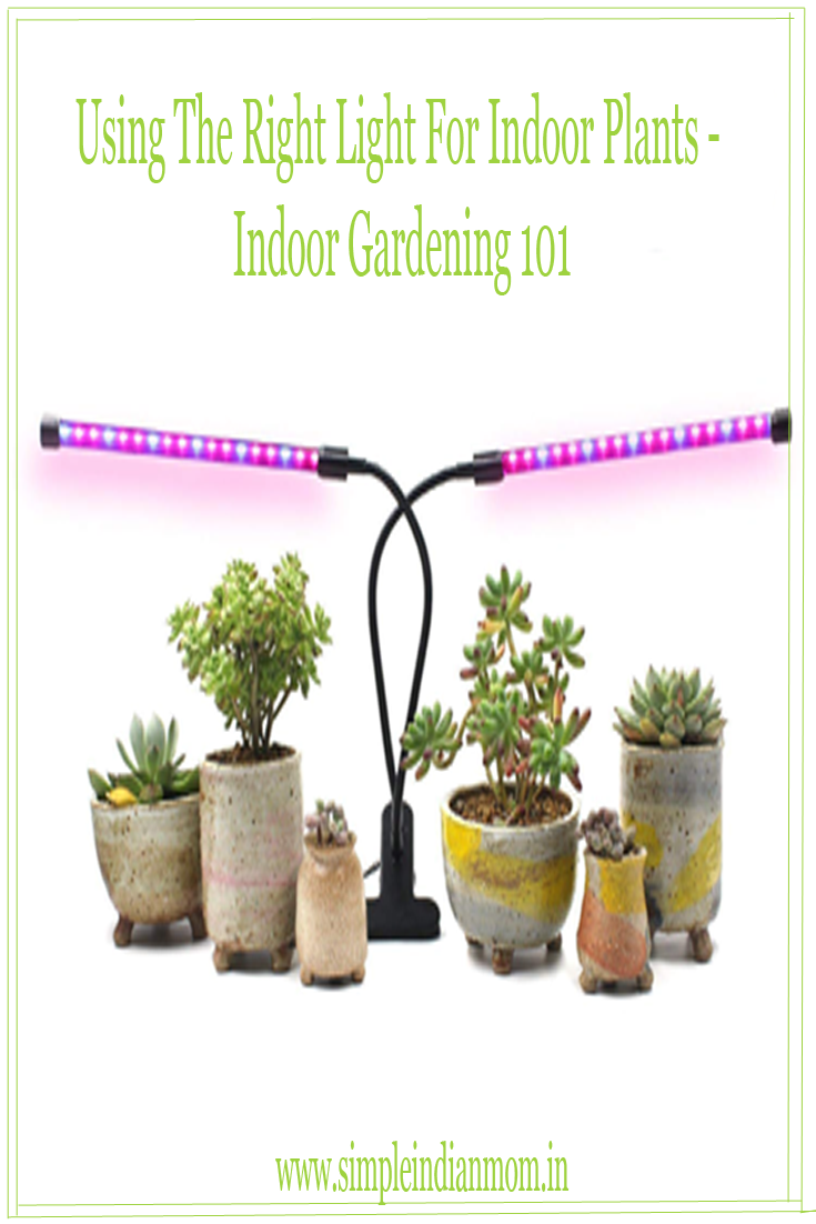 Using The Right Light For Indoor Plants - Indoor Gardening 101