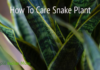 snake plant is an important indoor plant that needs less yet proper care