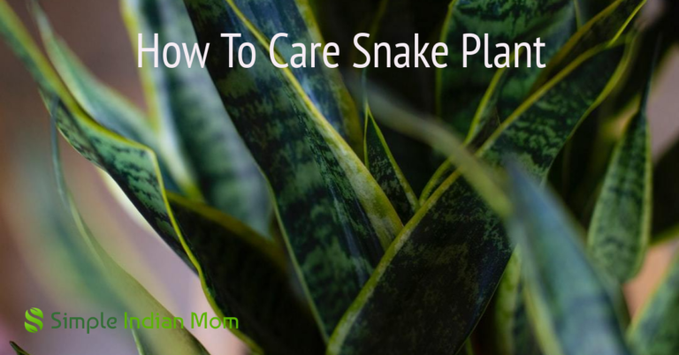 How To Care Snake Plant
