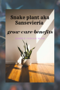 How to grow snake plant at home with less light