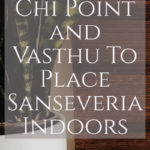 Chi Point And Vasthu To Place Saanseveria Indoors