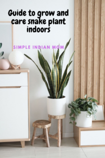 Easy Tips To Grow Snake Plant Indoors