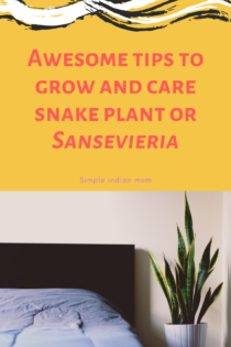 How To Take Care Od Snake Plants Indoor - A detailed Report