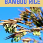 What-is-bamboo-rice-and-health-benefits-of-bamboo-rice