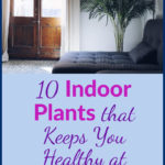 10 Indoor Plants that Keeps You Healthy At Home