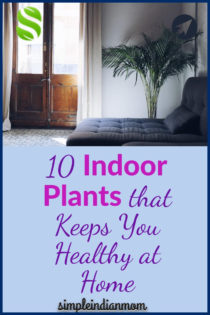 10 Indoor Plants that Keeps You Healthy At Home