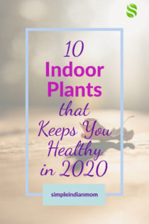 10 Indoor Plants that Keeps You Healthy at home